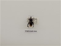 藏品(半翅目(1))的圖片